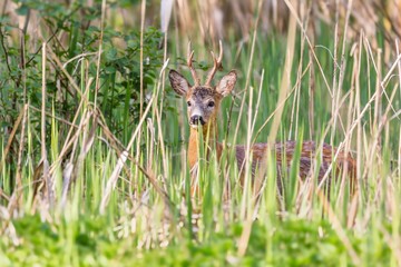 Capreolus capreolus - roe deer, beautiful male standing in reeds. Beautiful young male antlers. Wildlife scenery, Slovakia, Europe.