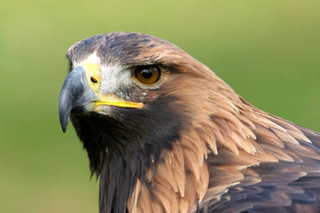 Steinadler