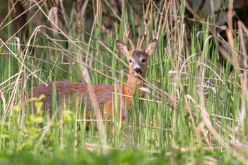 Capreolus capreolus - roe deer, beautiful male standing in reeds. Beautiful young male antlers. Wildlife scenery, Slovakia, Europe.