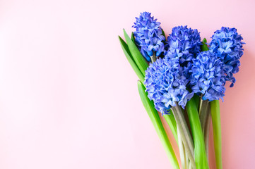 Obraz premium Group of hacinth flowers on a pibk background. Top view and copy space.