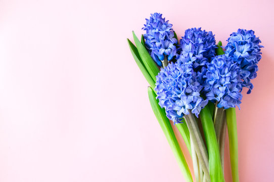 Group of hacinth flowers on a pibk background. Top view and copy space.