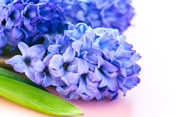 Group of hacinth flowers on a pibk background. Top view and copy space.