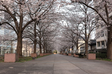 桜の散歩道　早朝