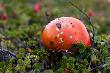 Amanita mushrooms growing in moss on the tundra