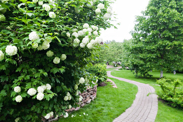 The path in the garden among the blooming hydrangea bushes