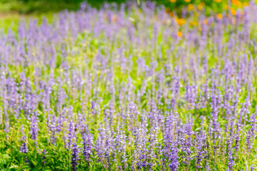 Obraz premium Lavender flowers, close-up, field of lavender
