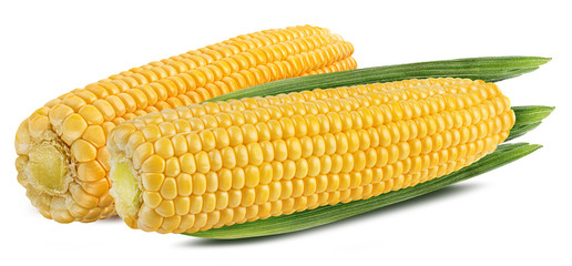 Fresh corn isolated on white background with clipping path
