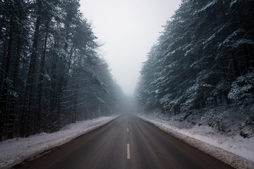 Empty road amidst trees during foggy weather.