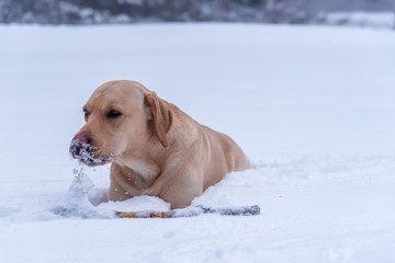 Golden retriever in winter mountains.