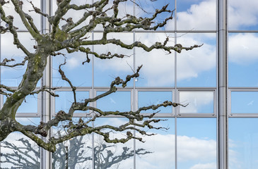 Plane-tree branches without leaves in front of the windows of an office building