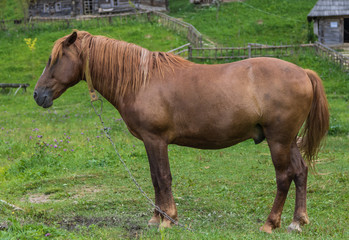 Fototapeta premium a well-groomed horse grazes on a meadow
