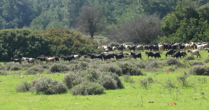 A herd of goats on mountain meadow