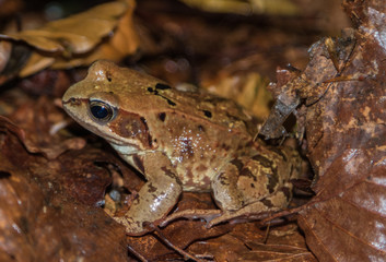 the frog sits in brown foliage