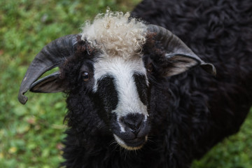 sheeps close-up