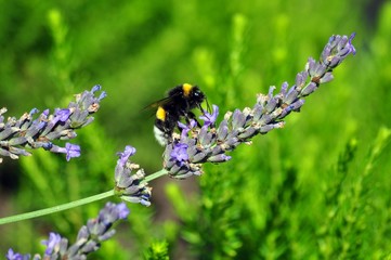 Hummel auf lila Blüte