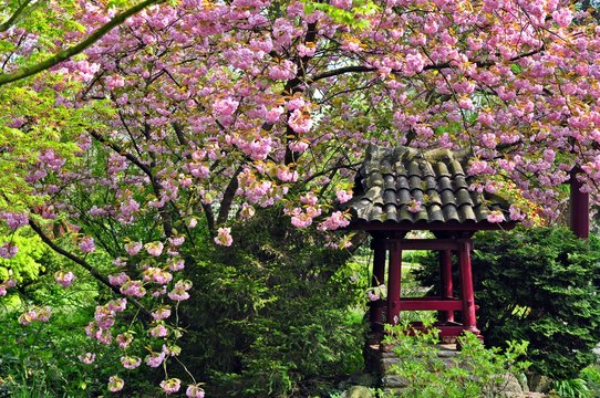 Japanischer Garten Leverkusen, Mai
