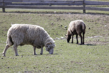 Obraz premium Sheep
