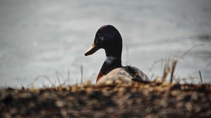Duck by the water