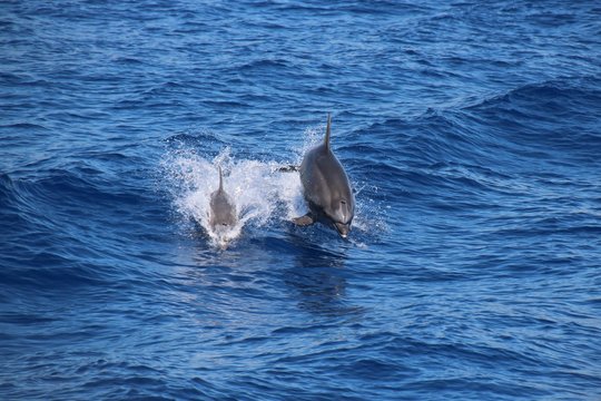 Delfino con cucciolo