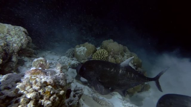 Two Bluefin trevally drive chase Giant moray out of shelter in the night
