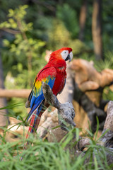 Naklejka na ściany i meble Red Macaw Parrot in Bangkok, Thailand