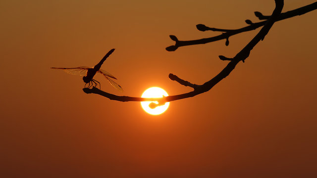 Fototapeta Dragonfly at sunset