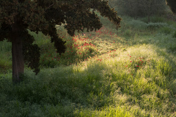Mohnblüten