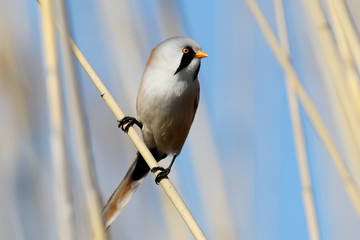 Male bearded tit sits on a reed close up portrait with blue sky