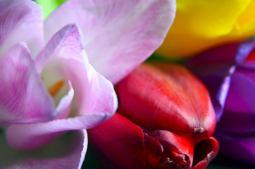 Colorful spring tulip flowers as a background.Selective focus.