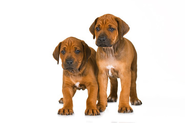 Zwei Rhodesian Ridgeback Welpen stehen nebeneinander isoliert auf weißem Grund