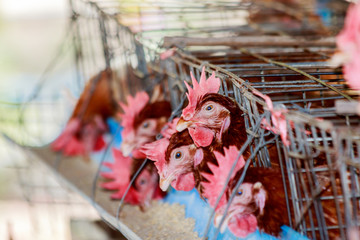 Obraz na płótnie Canvas Eggs chicken in the farm of thailand