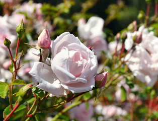 Fototapeta premium beautiful rose flower