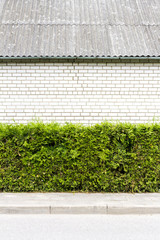 Green plant and white brick wall background