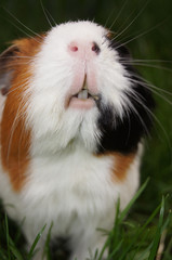 Meerschweinchen auf der grünen Sommerwiese