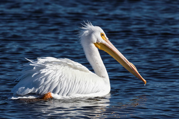 White Pelican Swimming Peacefully