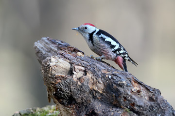 middle spotted woodpecker sits on a log close up portrait
