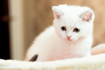 beautiful little kitten of white color in the room looks around