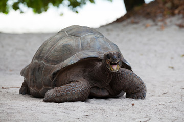A big turtle on the beach on the Seychelles