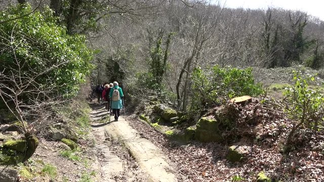 Group of senior hikers walking on path through the woods.