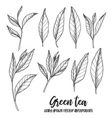 Hand drawn vector illustrations. Set of green tea leaves. Herbal tea. Illustration in sketch style. Perfect for menu, leaflets, prints etc