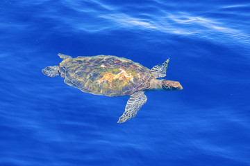 Green Sea Turtle in emerald seawater.