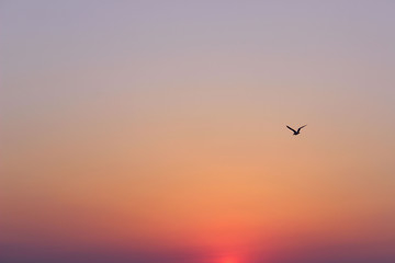 Wonderful Pink Sky Background. Sunrise Background.Silhouette Of A Bird Over Beautiful Sky Background.
