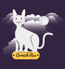 Cat cornish rex under the light of the moon