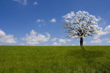 Fototapeta na wymiar Wiese unter blauem Himmel mit Schneebedecktem Baum