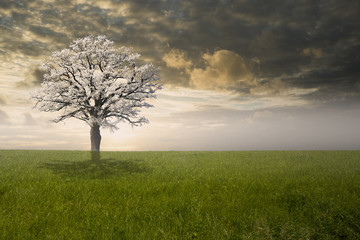 grüne Wiese mit Baum bei Sonnenuntergang