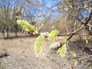 Blooming willow against the blue sky 