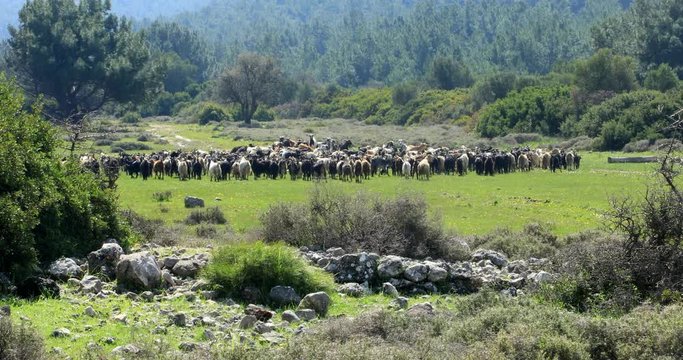A herd of goats on mountain meadow