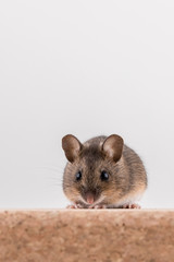 Wood mouse, Apodemus sylvaticus, sitting on a cork brick with light background, looking in camera