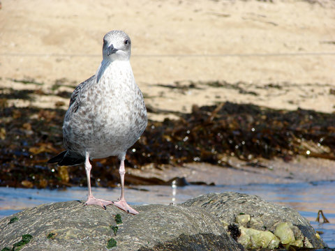 Seagull (Lari Laridae)