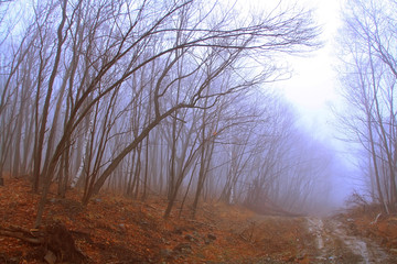 Fototapeta na wymiar Forest in the fog in the spring